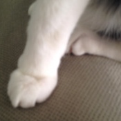 paws4
