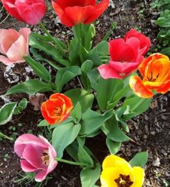 tulips8