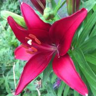 asiatic.lily