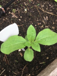 itty bitty baby will be a giant sunflower -- that's for manja