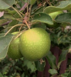 gonna have apples this year, fersure --both trees are fruiting